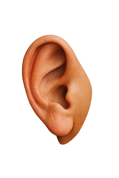 Ear 3D (2)