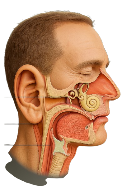 Ear, Nose, Throat 3D (2)