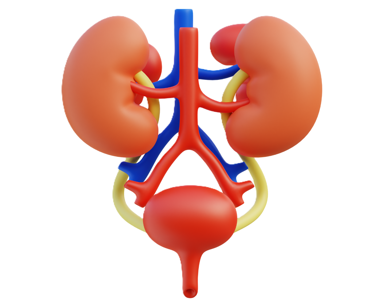 Kidneys (2)