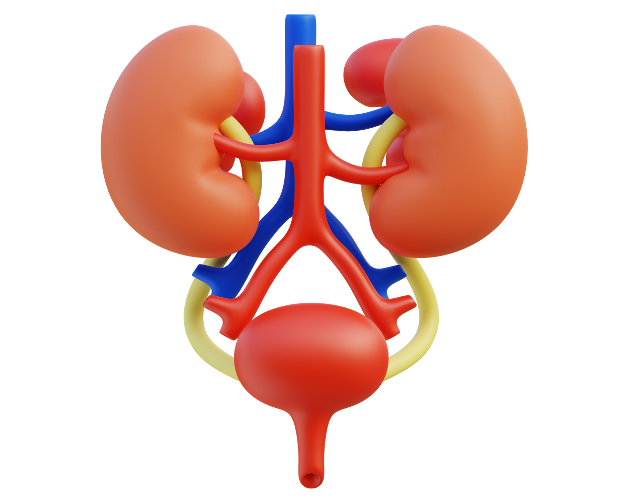 Kidneys (2)