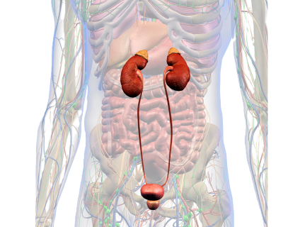 Kidneys