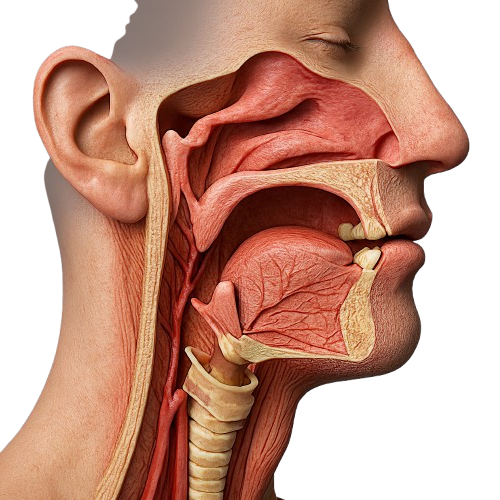 THROAT 3D