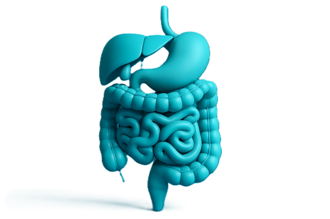 Discovering hidden functions of the appendix and its impact on body health