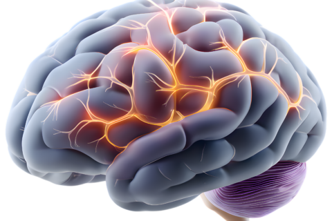 Artificial sweeteners and brain aging: What we know so far