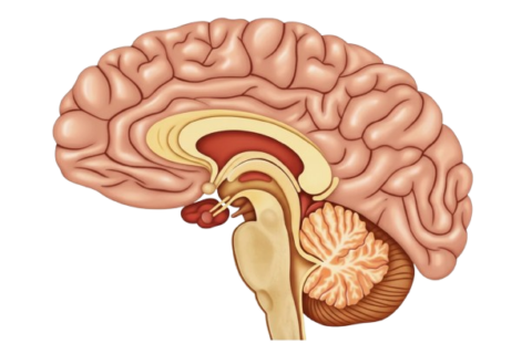 Researchers develop a model to predict organ aging.