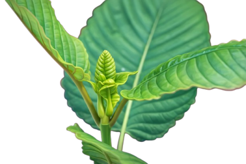 Due to “Kratom”… a record increase in overdose cases in America