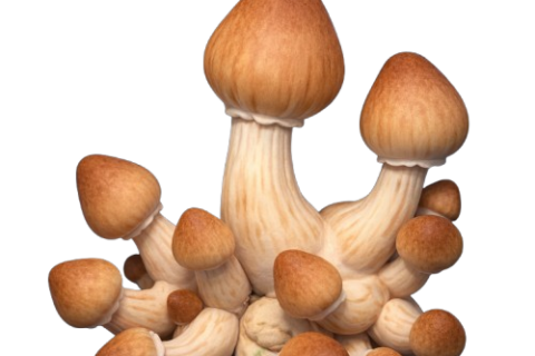 Brain Scans Reveal How Psychedelics Change Perception