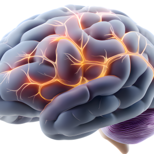 Home-based activities during leisure time promote brain health