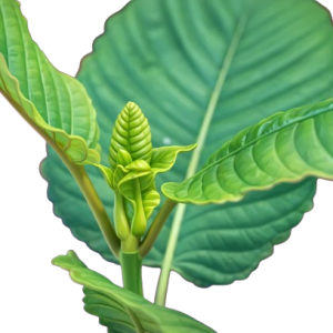 Due to “Khartoum”… a record increase in overdose cases in America