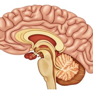 What are the types of brain tumors and what are their most prominent symptoms?