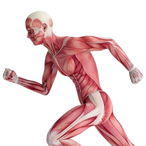 An easy and simple way to maintain muscle health