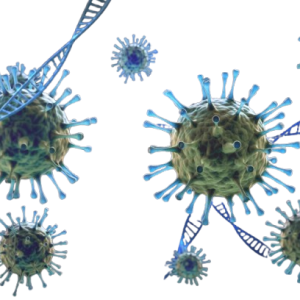 Bacteria in your gut may make your muscles 30% stronger